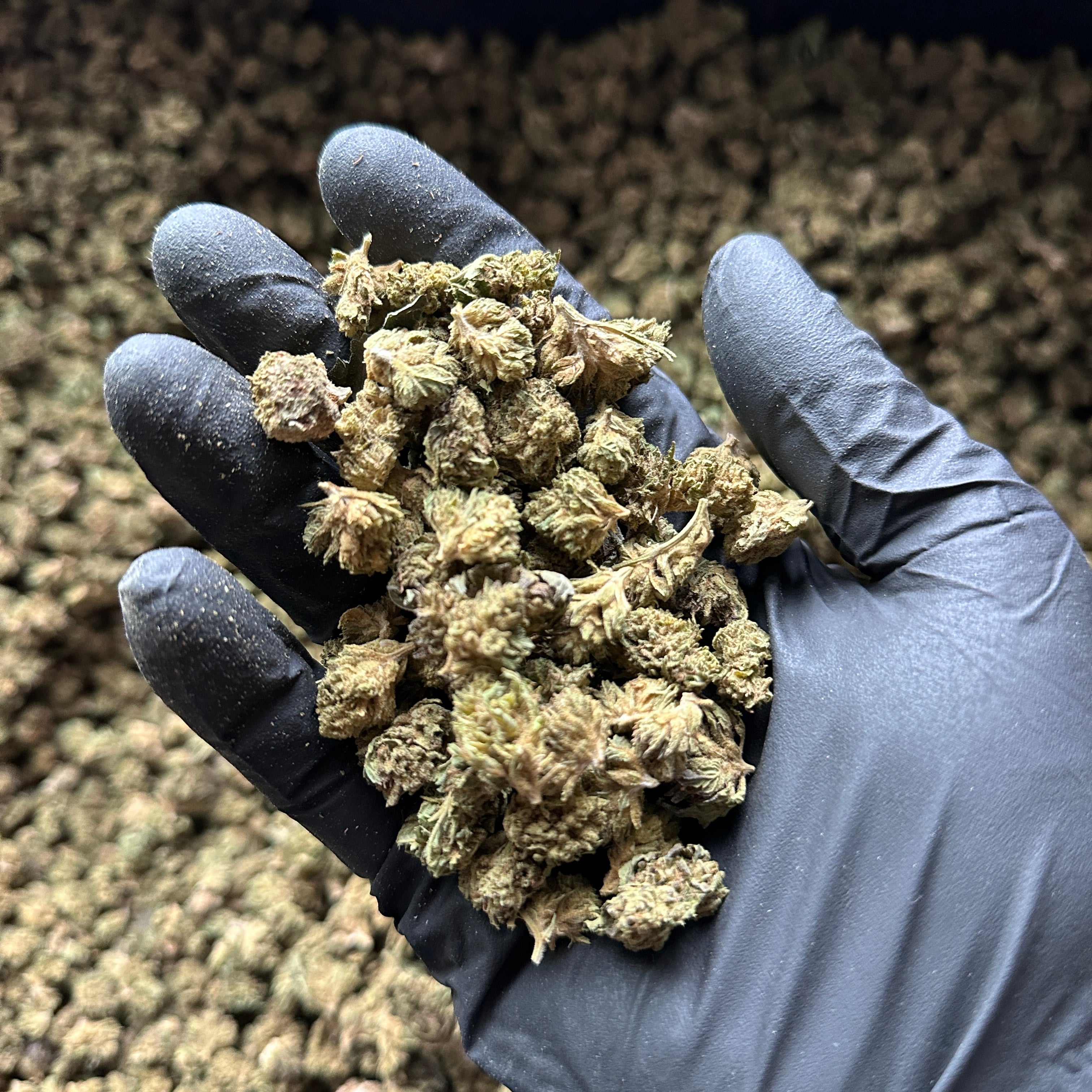 Goliath Hemp Flower Small Nugs Wholesale