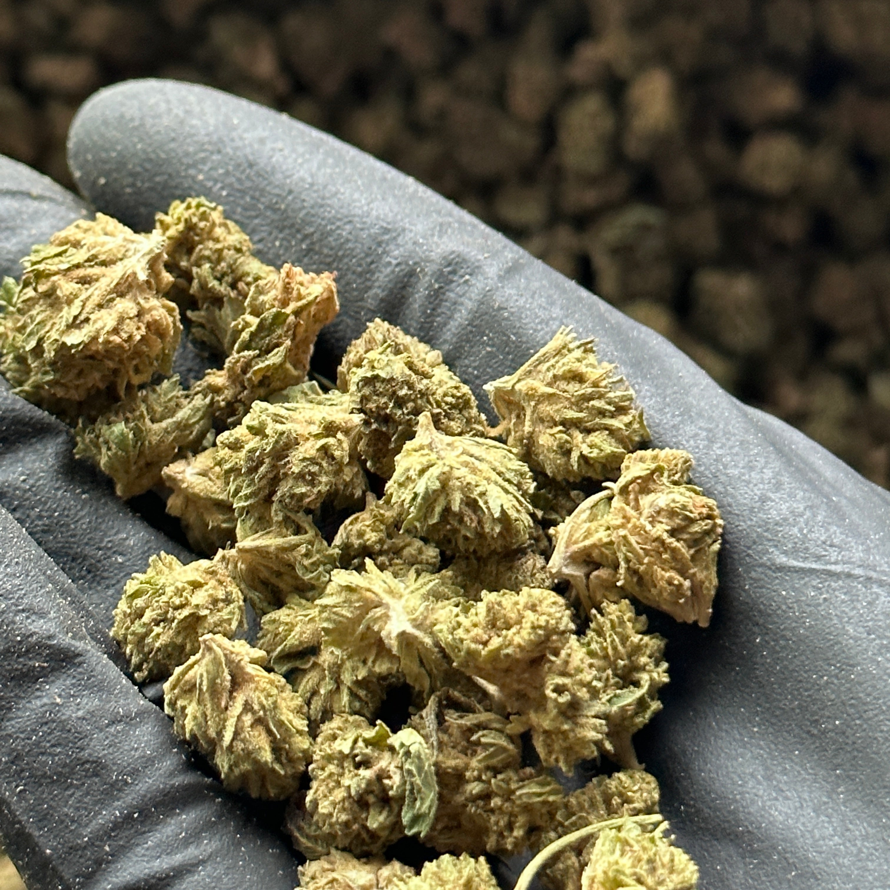 Hempress Hemp Flower Small Nugs Wholesale