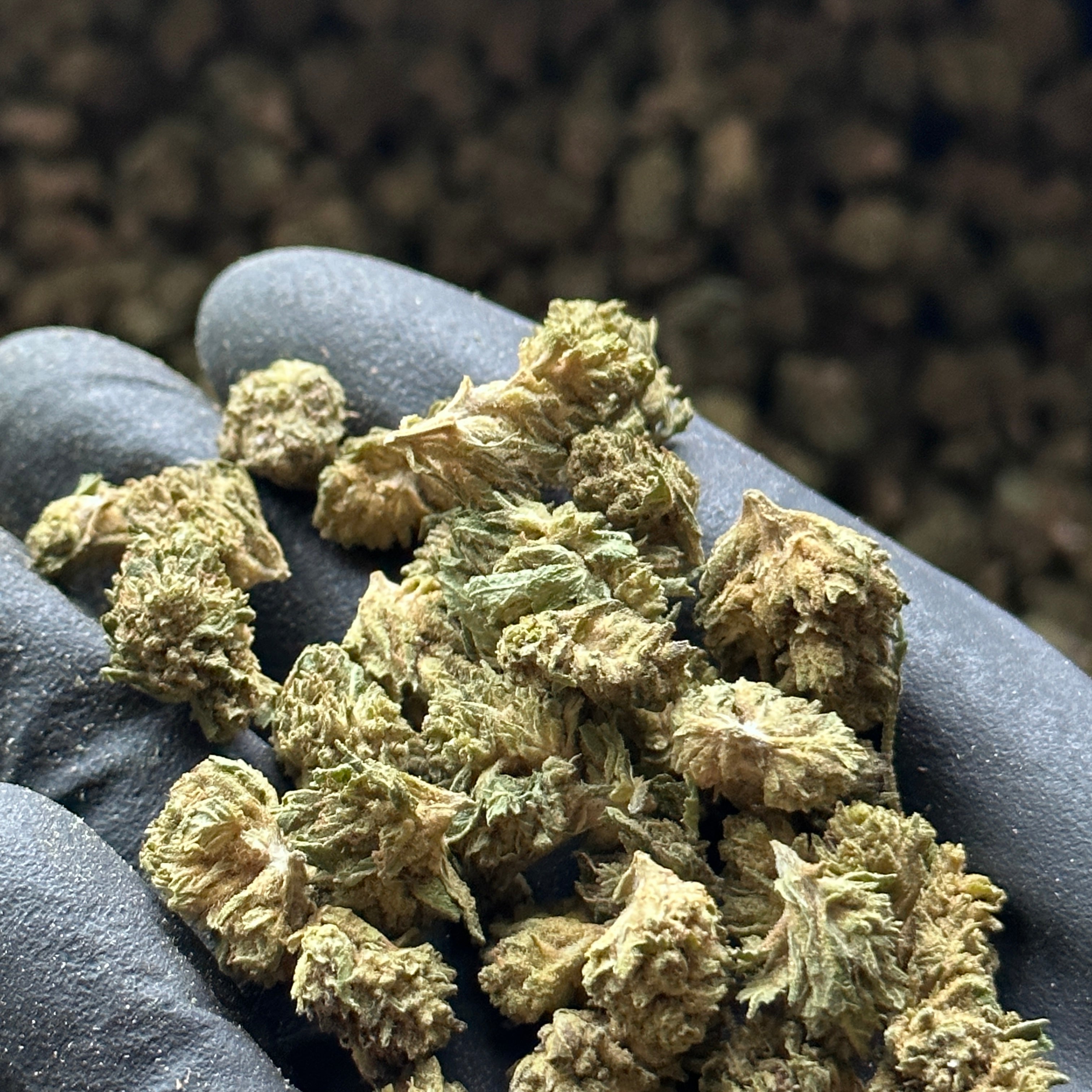 Small Nugs Wholesale