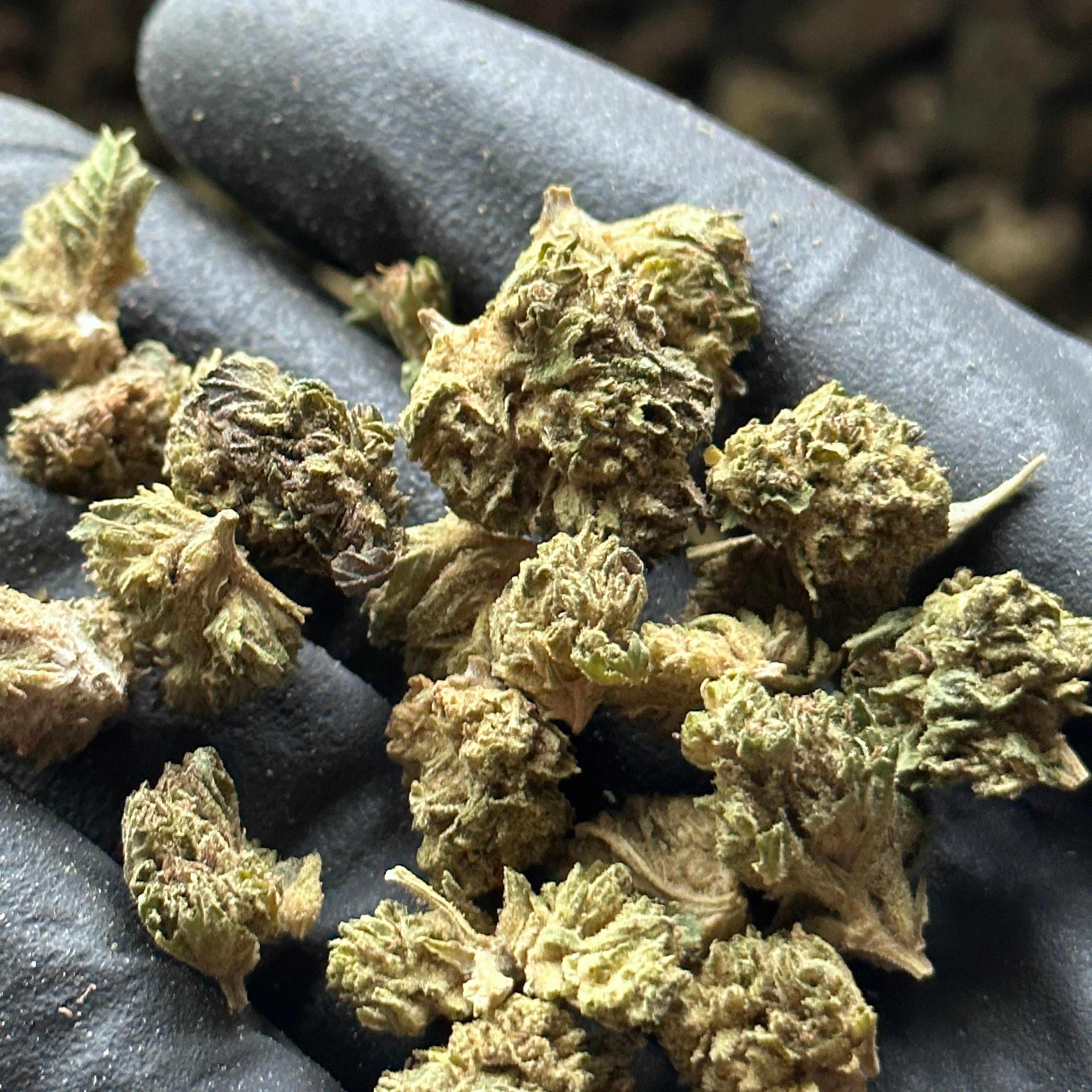 Ponderosa Hemp Flower Small Nugs Wholesale