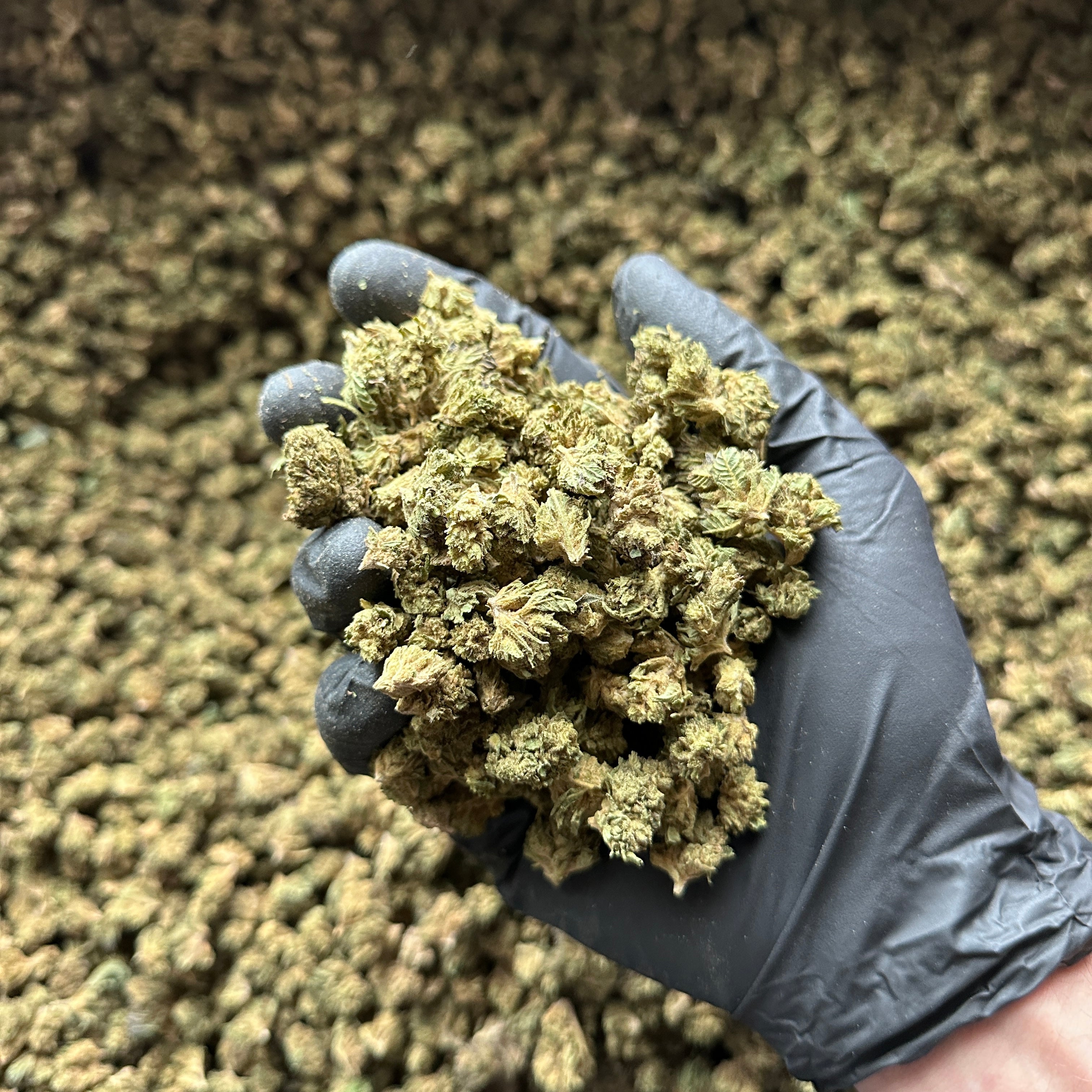 Suver Haze Hemp Flower Small Nugs Wholesale