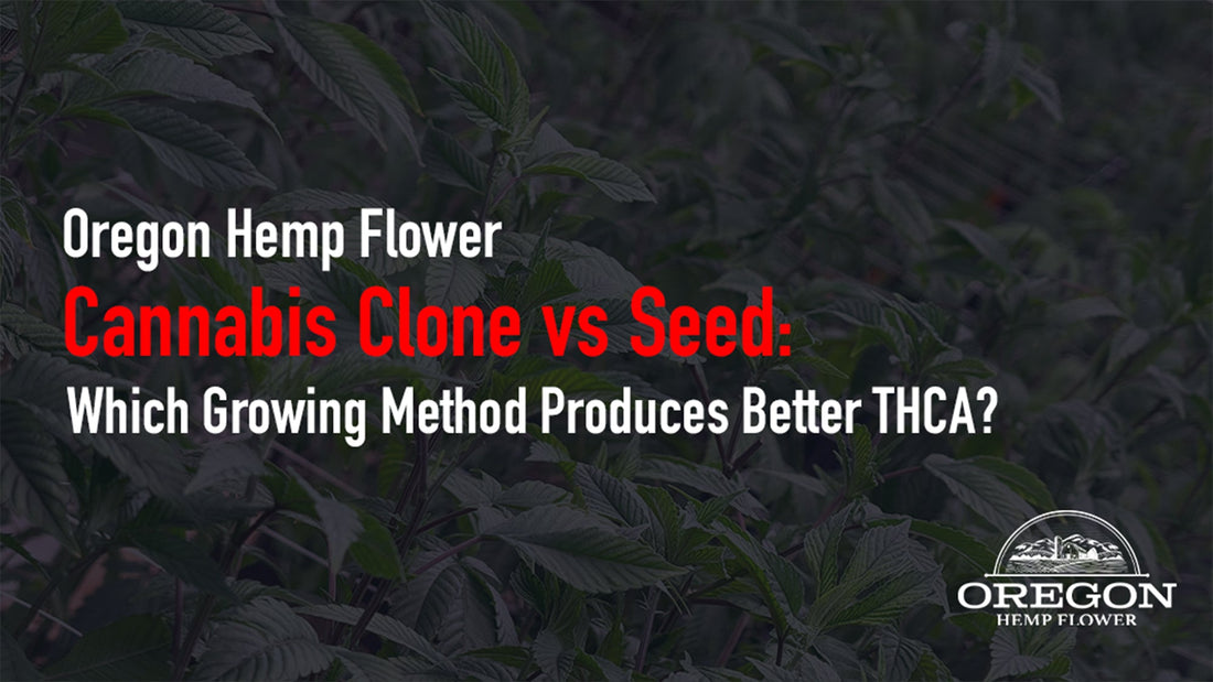 Cannabis Clone vs Seed