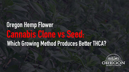 Cannabis Clone vs Seed