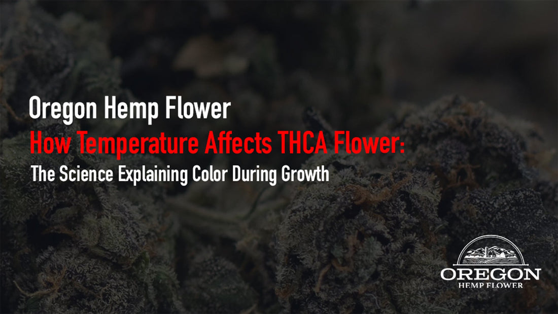 Learn how temperature and cannabis color are connected — from cold-night purple hues to the science behind cannabis color growing conditions.