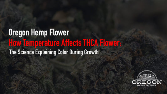 Learn how temperature and cannabis color are connected — from cold-night purple hues to the science behind cannabis color growing conditions.