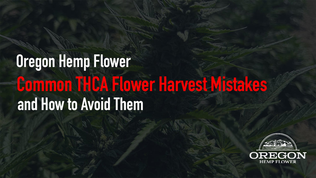 Common THCA Flower Harvest Mistakes