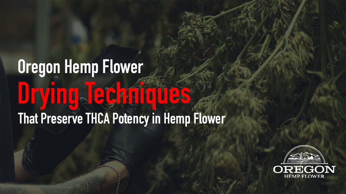 Learn how proper drying protects THCA potency in hemp flower — ideal temperature and humidity ranges, the 7–14 day timeline.