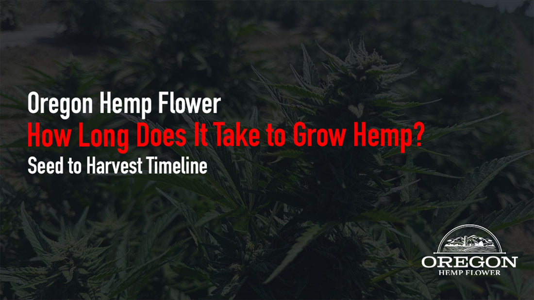 How long does hemp take to grow? Most photoperiod plants need 3–5 months from seed to harvest. See every stage, autoflower timelines, and when THCa develops.