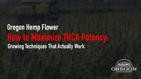 Learn how to increase THCA potency with proven cultivation techniques — from low-stress training to UV-B light and nutrient timing.