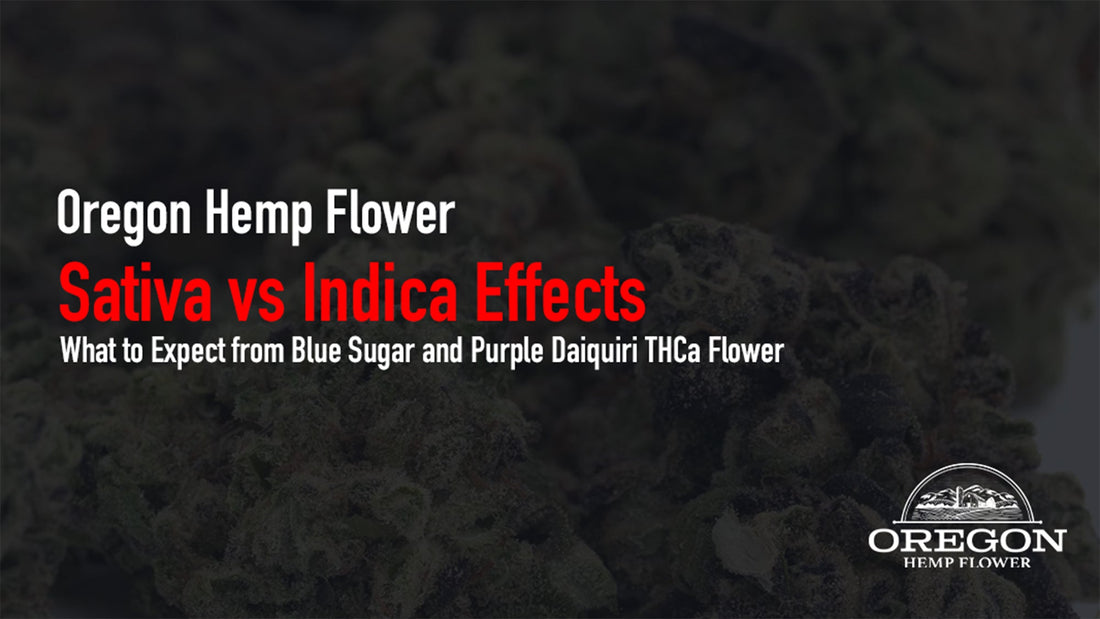 Compare Blue Sugar and Purple Daiquiri — two premium greenhouse THCa strains on opposite ends of the effects spectrum. Full guide inside.