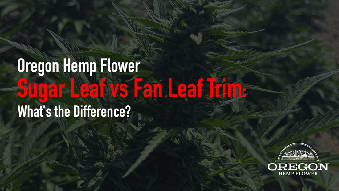 Sugar leaf trim vs fan leaf: compare potency, flavor, uses, and price. Learn how to spot quality THCA sugar leaf and read a COA before you buy.