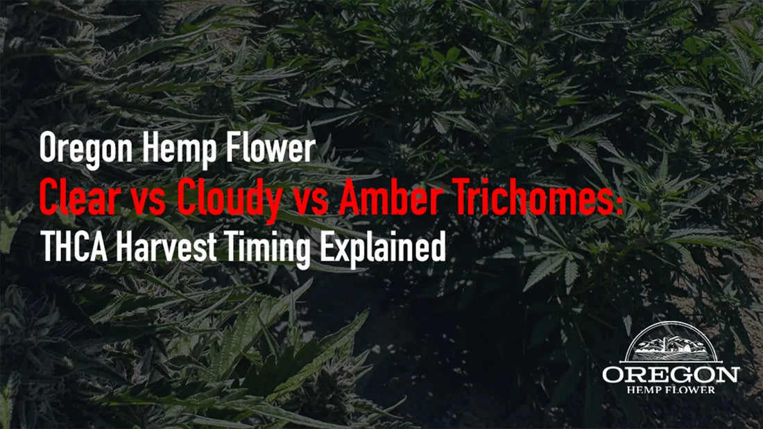 Clear vs Cloudy vs Amber Trichomes