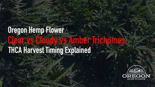 Clear vs Cloudy vs Amber Trichomes