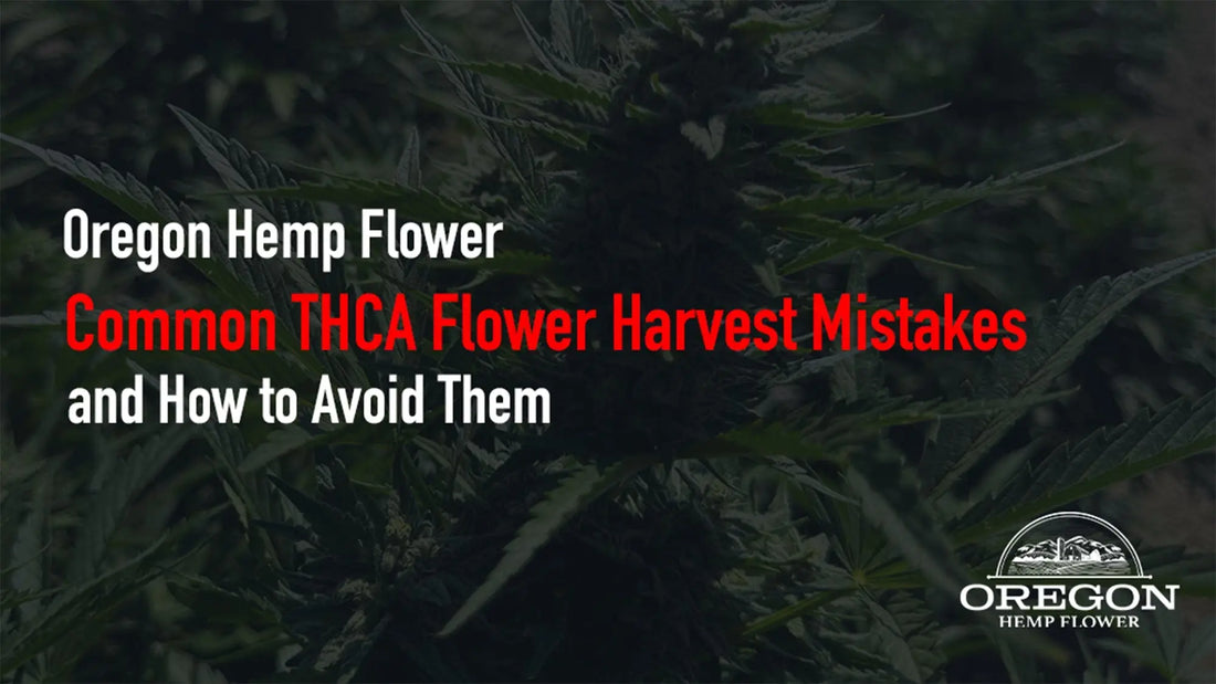Common THCA Flower Harvest Mistakes