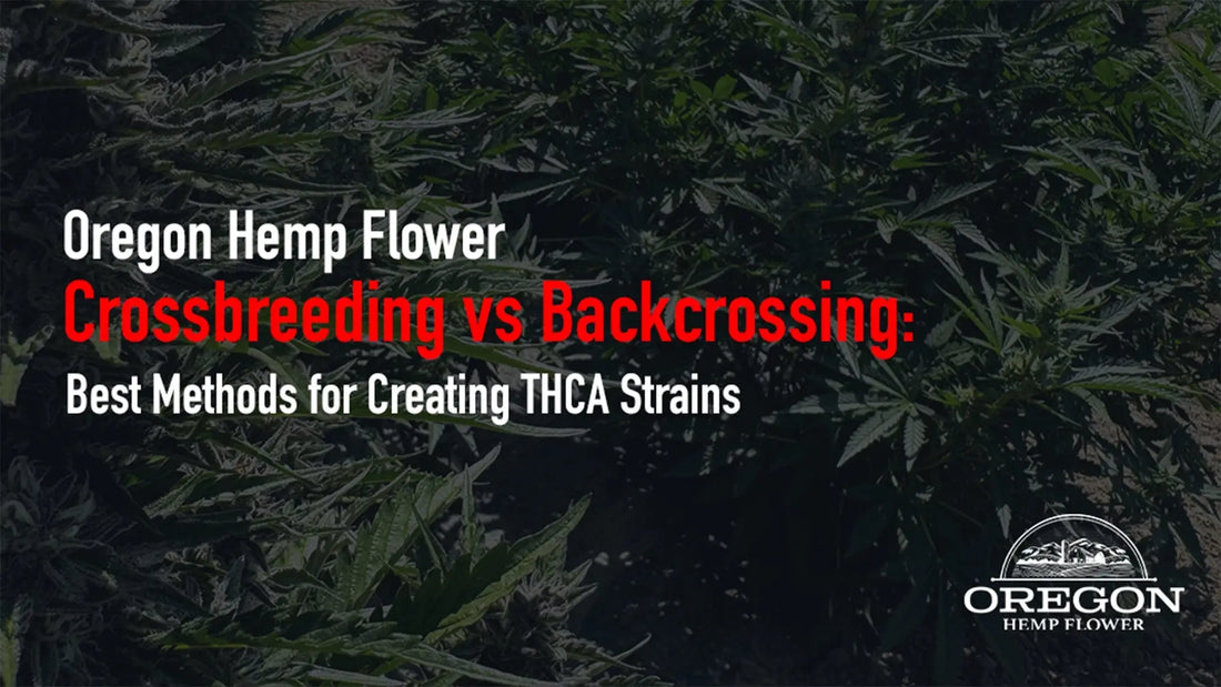 Crossbreeding vs Backcrossing