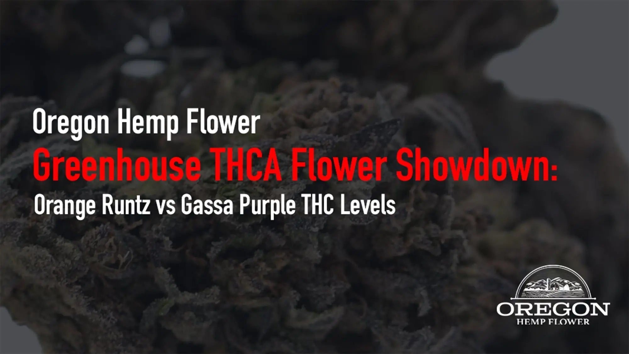 Greenhouse Flower Showdown: Orange Runtz vs Gassa Purple THC Levels