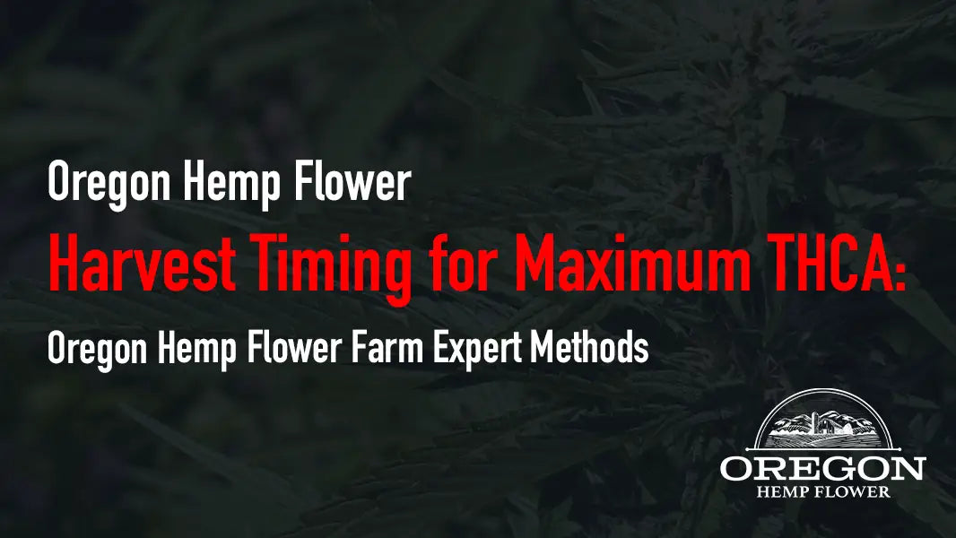 Harvest Timing for Maximum THCA: Oregon Hemp Flower Farm Expert Methods