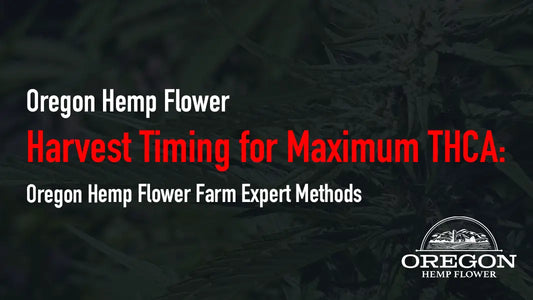 Harvest Timing for Maximum THCA: Oregon Hemp Flower Farm Expert Methods