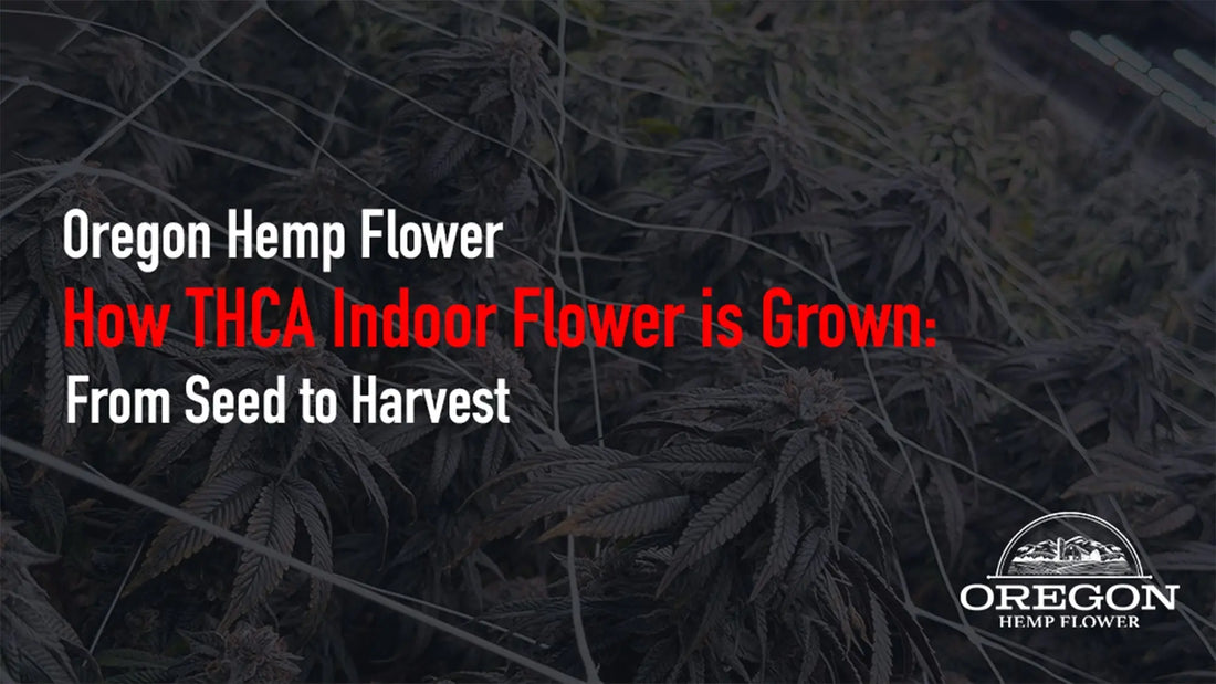 How THCA Indoor Flower is Grown