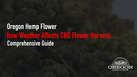 How Weather Affects CBD Flower Harvest