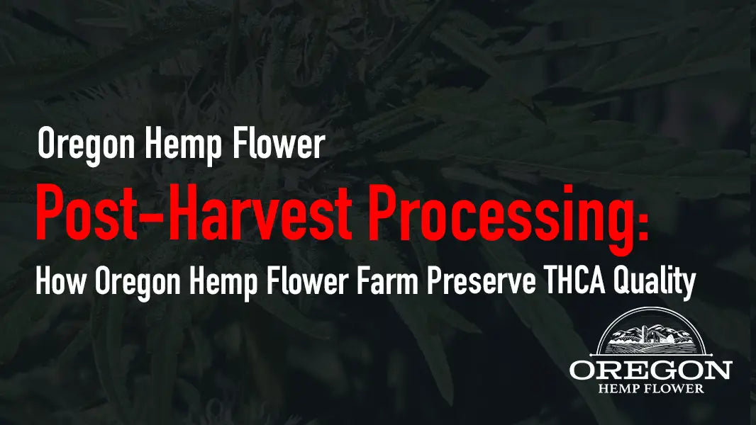 Post-Harvest Processing: How Oregon Hemp Flower Farm Preserve THCA Quality