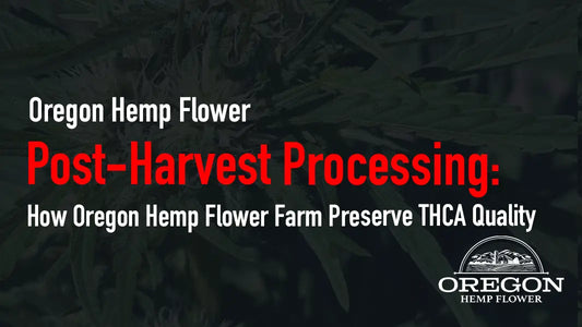 Post-Harvest Processing: How Oregon Hemp Flower Farm Preserve THCA Quality