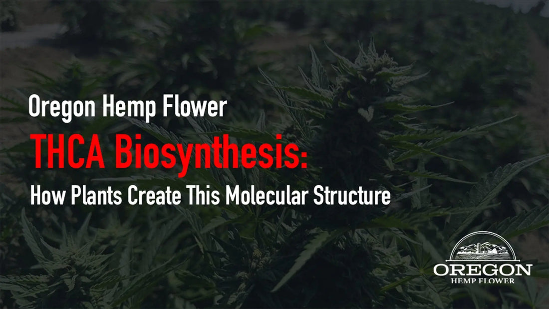 THCA Biosynthesis: 