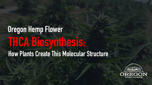 THCA Biosynthesis: 