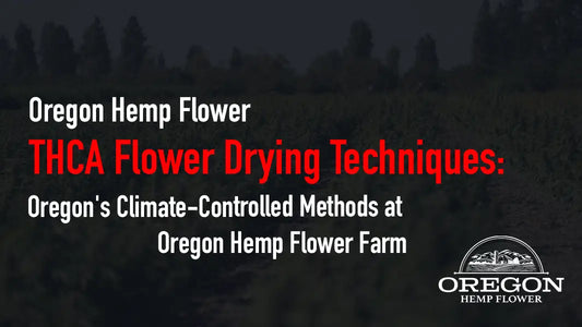 THCA Flower Drying Techniques: Oregon’s Climate-Controlled Methods at Oregon Hemp Flower Farm