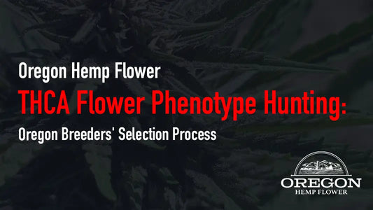 THCA Flower Phenotype Hunting: Oregon Breeders’ Selection Process