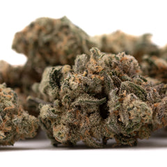 Blue Dream #2 Indoor THCa Flower - Plants
