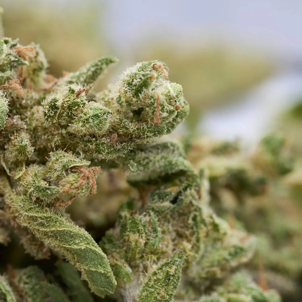 Indoor vs Outdoor CBD Flower