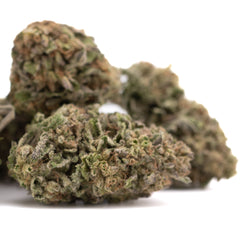 Bolor Tartz THCa Hemp Flower Greenhouse Wholesale