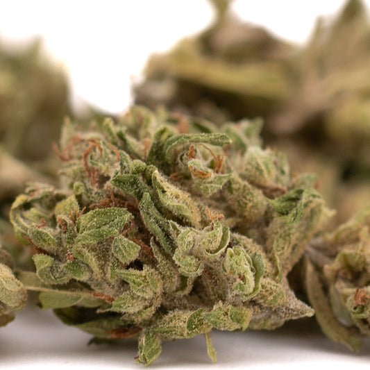 CBG Hemp Flower Smalls - Plants