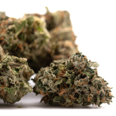 Canal Street Runtz Indoor THCa Flower - Plants