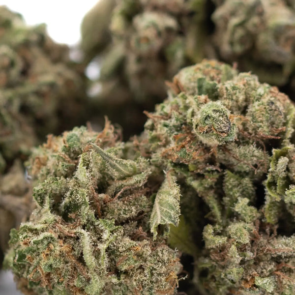 Crossbreeding vs Backcrossing