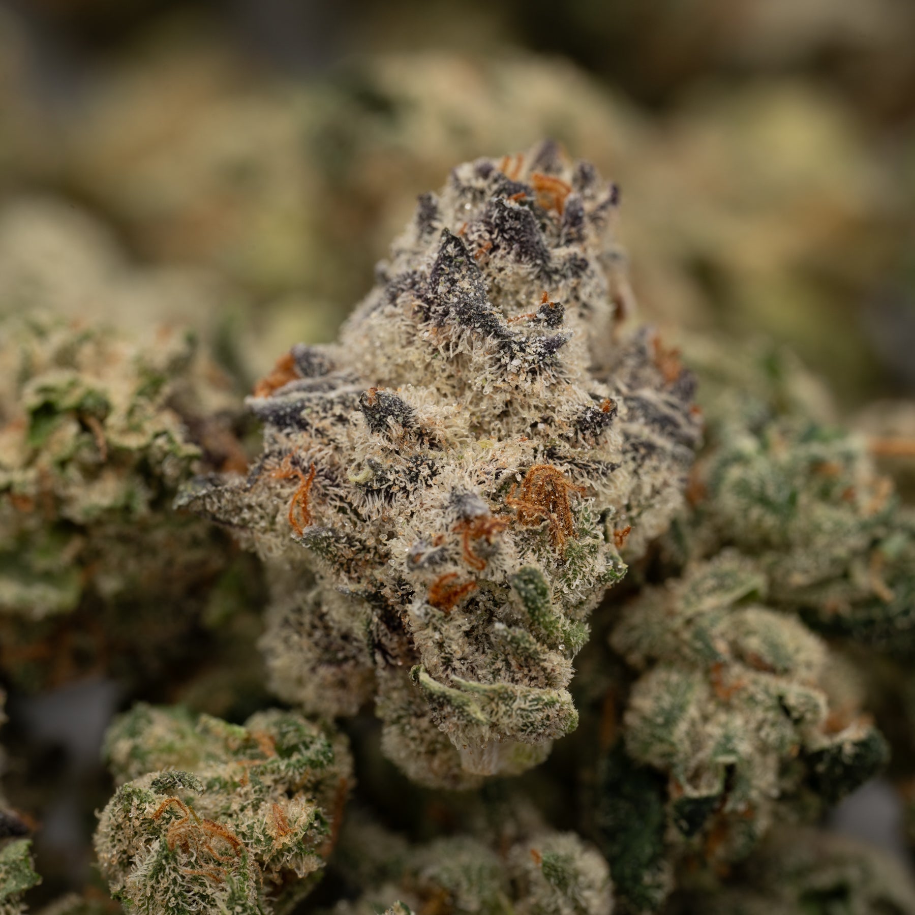 Dense, trichome-covered cannabis buds of Cherry Vanilla Cookie Indoor THCa Flower Smalls