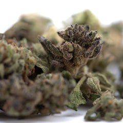 Cream Caramel THCa Flower Smalls Full-Term