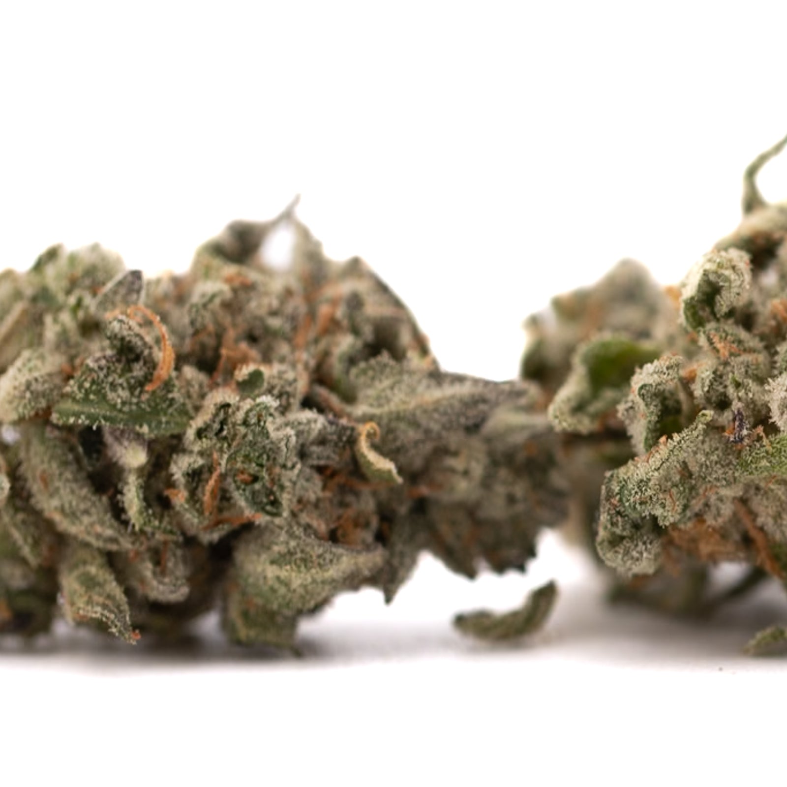 Event Horizon Indoor THCa Flower - Plants