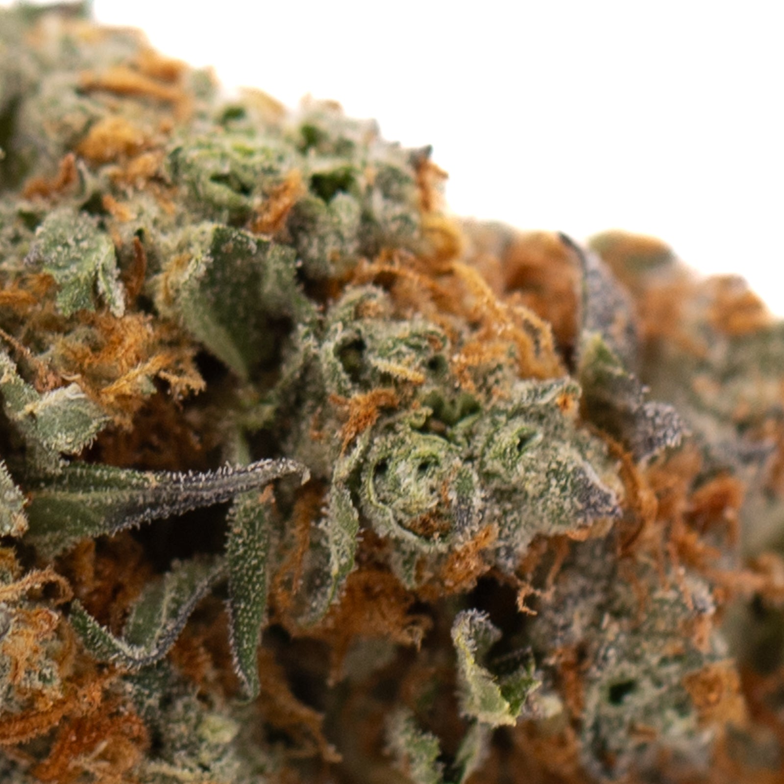 Frosted Flakes Indoor THCa Flower - Plants