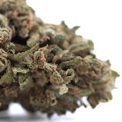 Glue CBD Hemp Flower Full-Term Wholesale