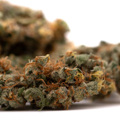 GMO Kush Indoor THCa Flower - Plants