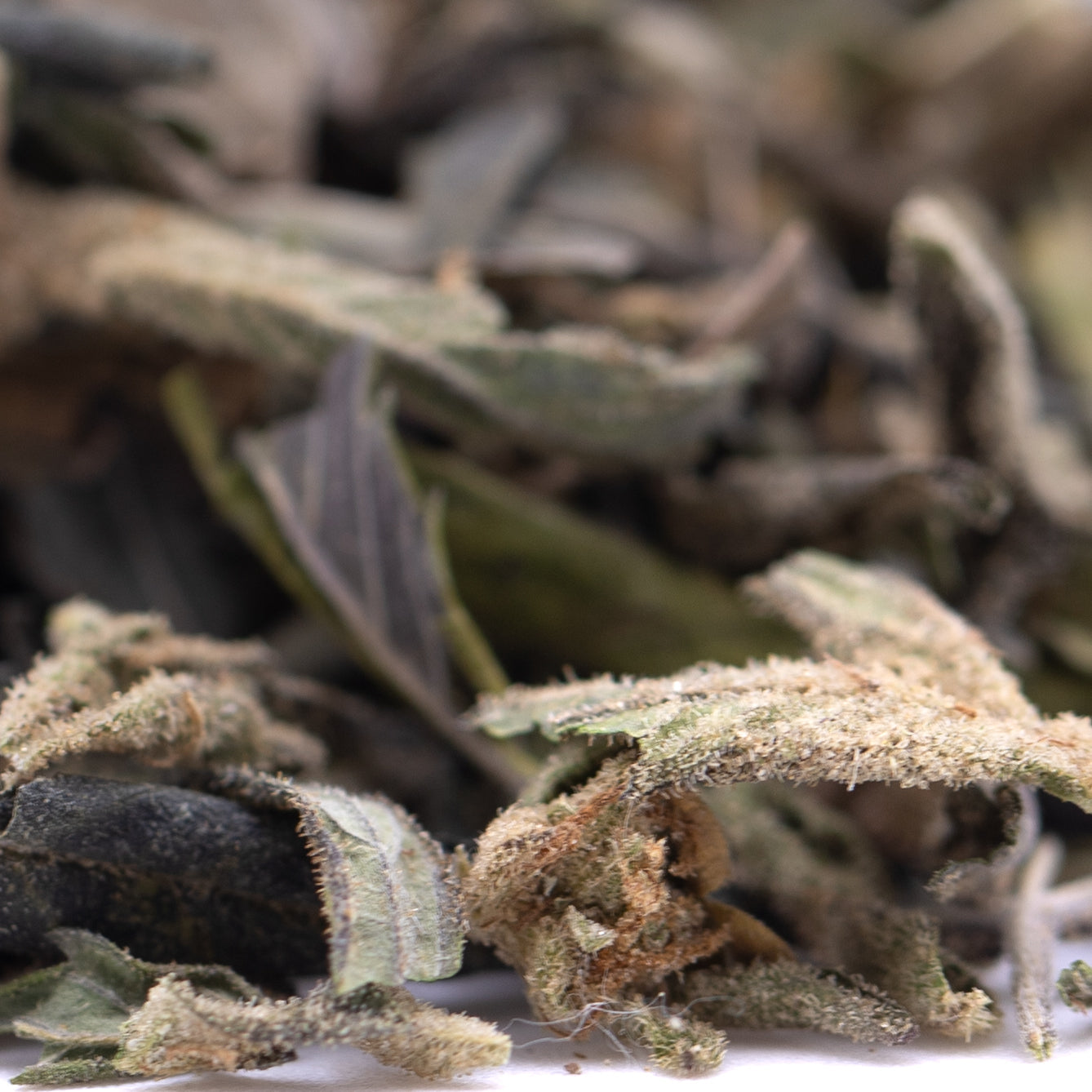 Gassa Purple Greenhouse THCa Trim Wholesale - Oregon Hemp Flower