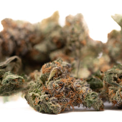 Gassa Purple Indoor THCa Flower Wholesale