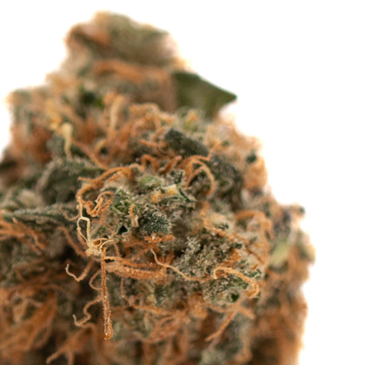 Gelato Mints Indoor THCa Flower - Plants