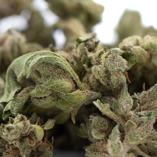 Glue CBD Hemp Flower Full-Term Smalls Wholesale