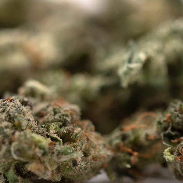 Trichome Types on THCA Flower
