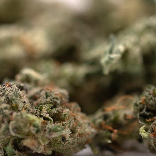 Guava Z Indoor THCa Flower Smalls - Plants
