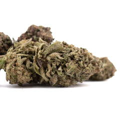 Halle Berry THCa Hemp Flower Greenhouse Wholesale