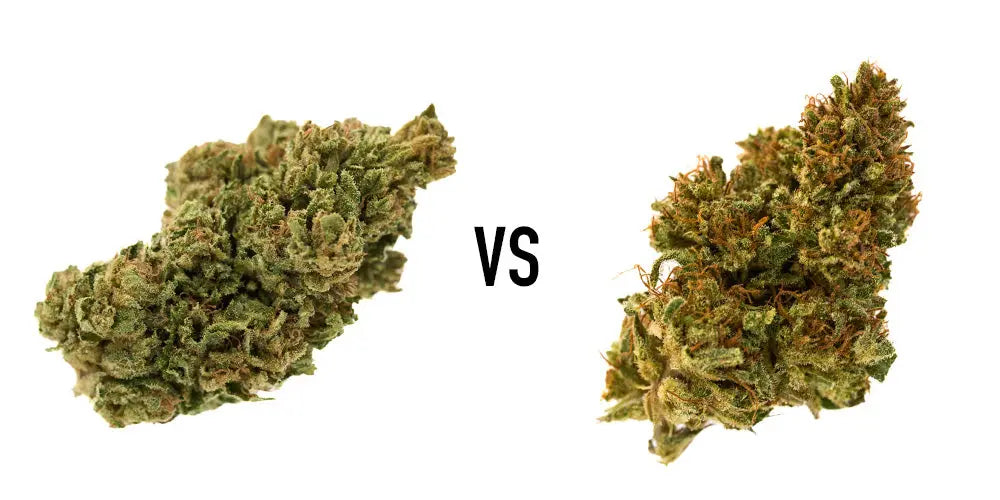 Hawaiian Haze vs Elektra
